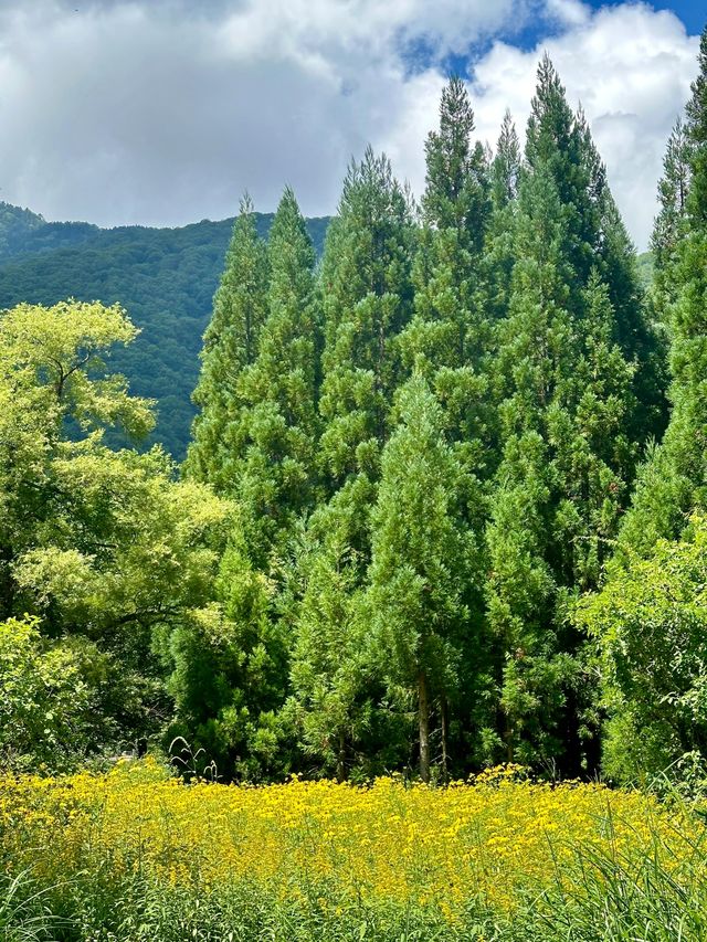 山桜庵：高山溫泉鄉的和洋式風情，飛驒牛與硫磺溫泉的雙重享受