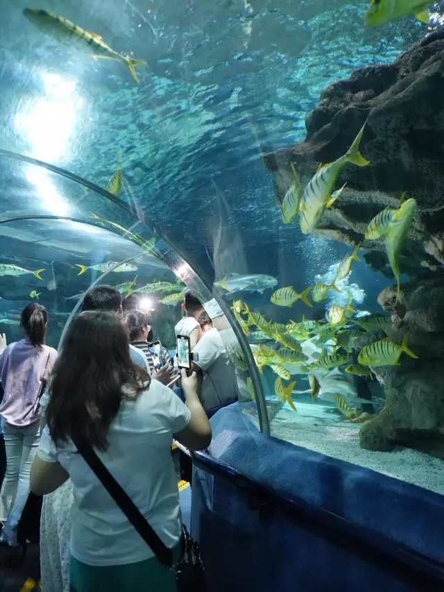 Fuguo Underwater World|An Ocean Experience in the City