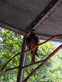 西安秦嶺野生動物園。