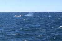 Walking with whales, how fortunate indeed👏