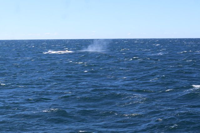 Walking with whales, how fortunate indeed👏