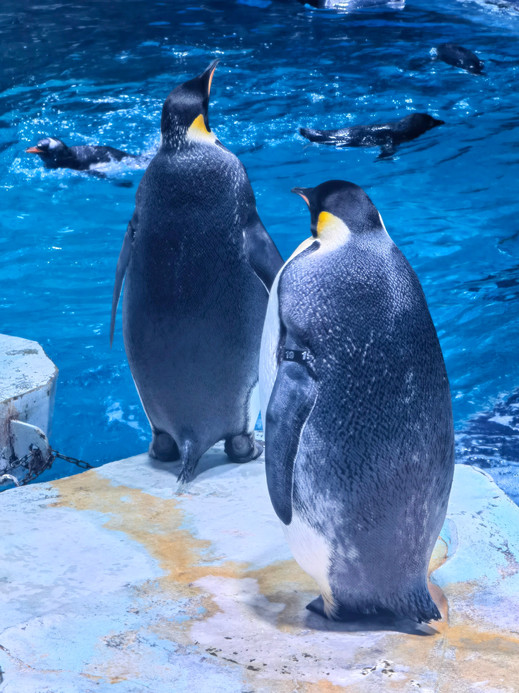 ペンギン 上海のペンギンパラダイス。 | Trip.com 上海