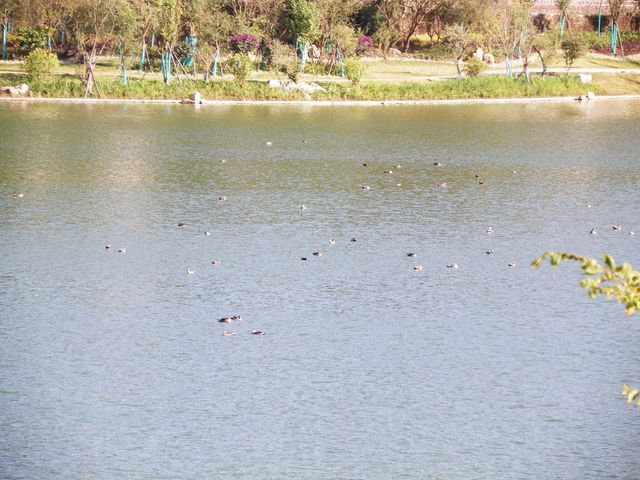 和順古鎮野鴨湖。