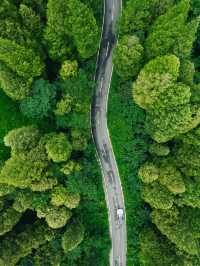 距離成都1小時車程，我找到了這片負氧離子森林。