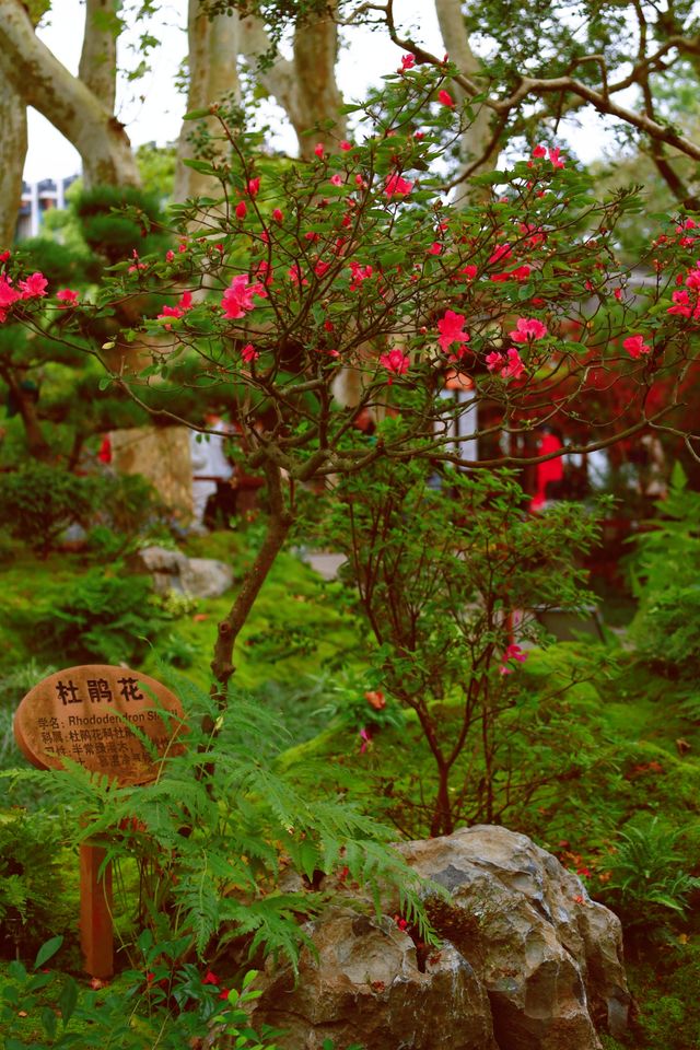 又到了醉白池最美的季節。 又到了醉白池最美的季節。