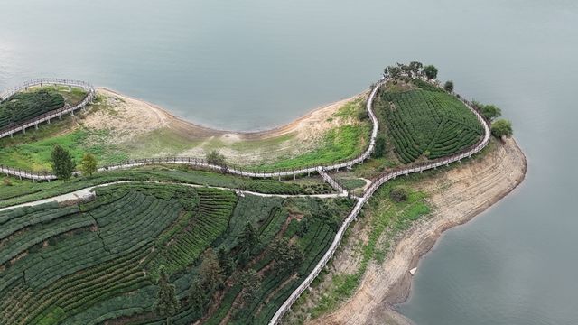 六安西茶谷，真有你的。
