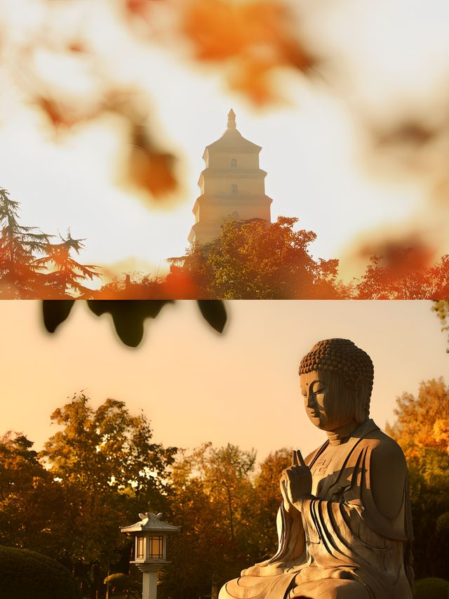 先看大雁塔紅楓，再看千年古銀杏樹吧。