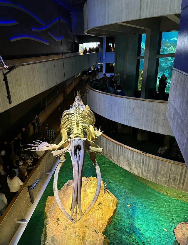 新英格蘭水族館：與海洋奇緣的邂逅之旅。