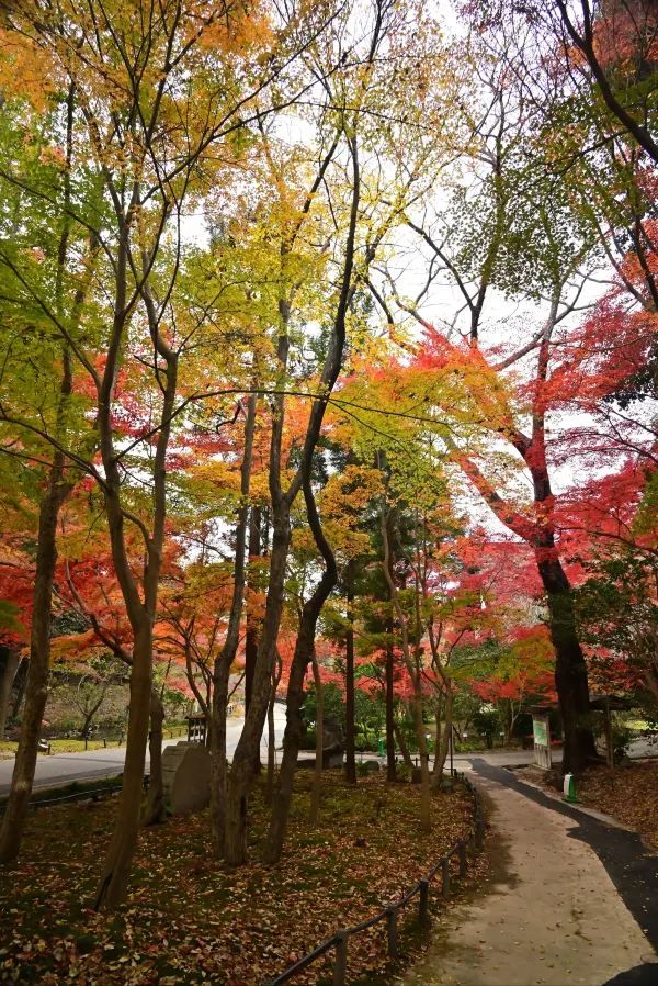 Nagoya's Higashiyama Zoo Offers Stunning Autumn Foliage