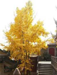 重慶銀杏滿園的寶藏寺廟——寶輪寺。