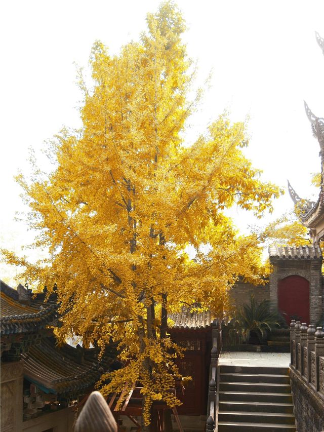 重慶銀杏滿園的寶藏寺廟——寶輪寺。