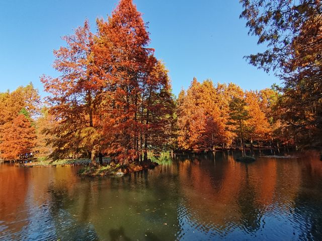 南京賞秋2日遊 - 2024-11-26/27。