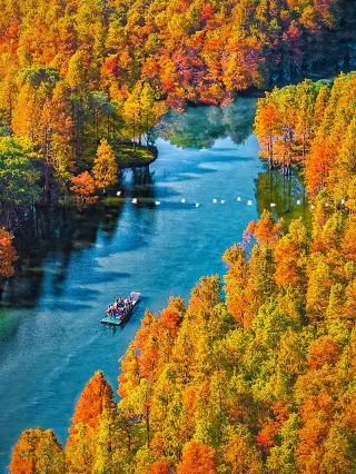 不是大理洱海是 98% 蘇州人不知道的水杉林。