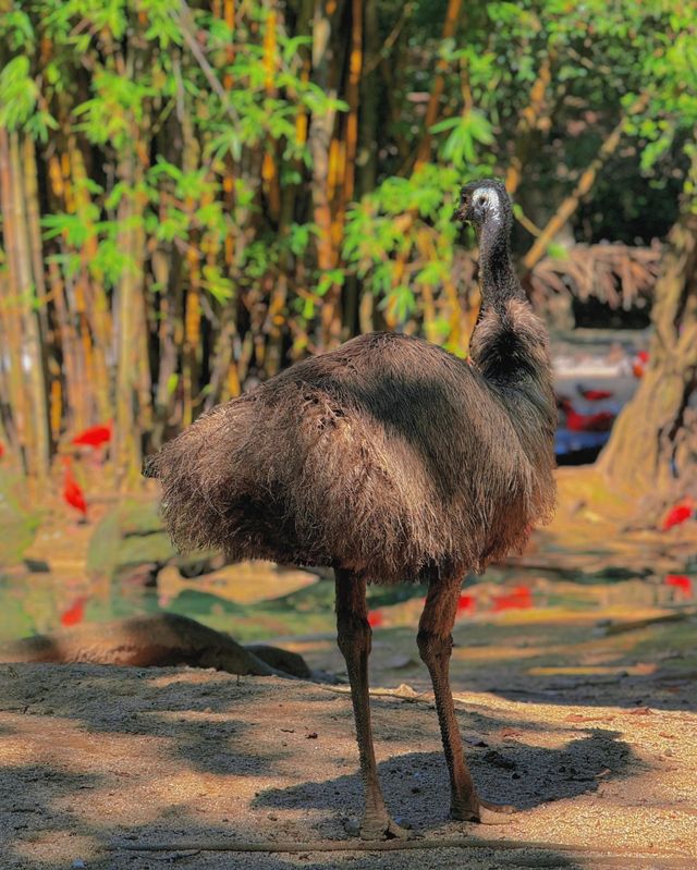 一份長隆野生動物園的旅遊攻略