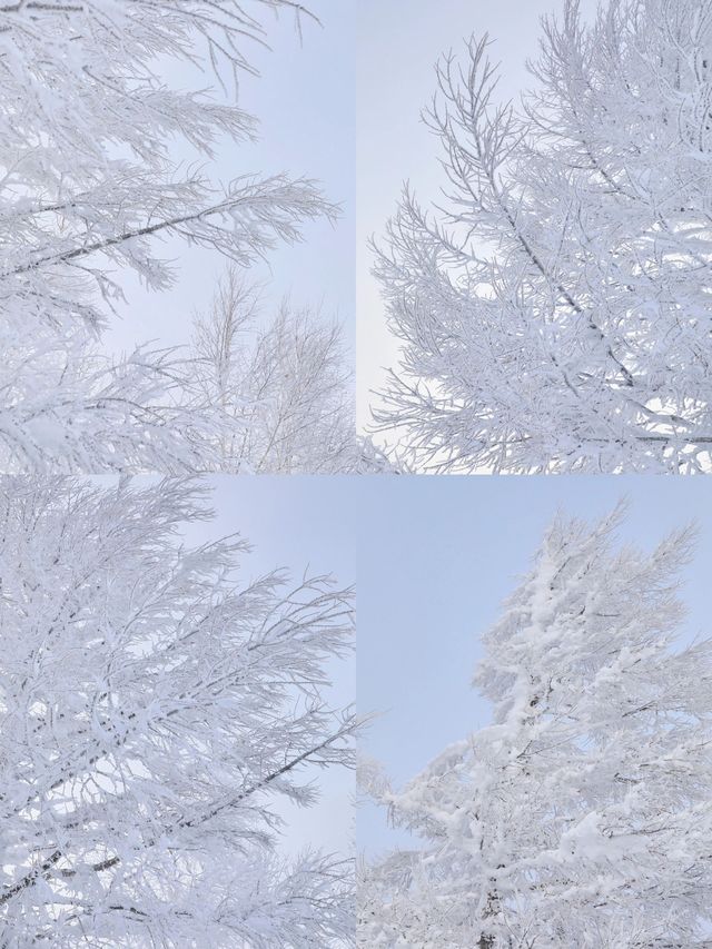 哈爾濱-鏡泊湖滑雪秘笈看完秒變滑雪達人