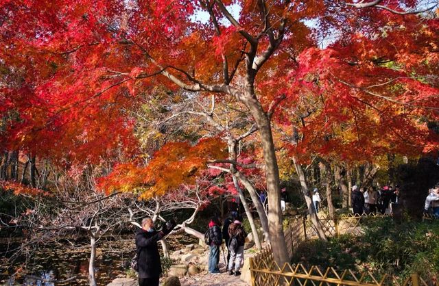 蘇州天平山，楓葉紅了