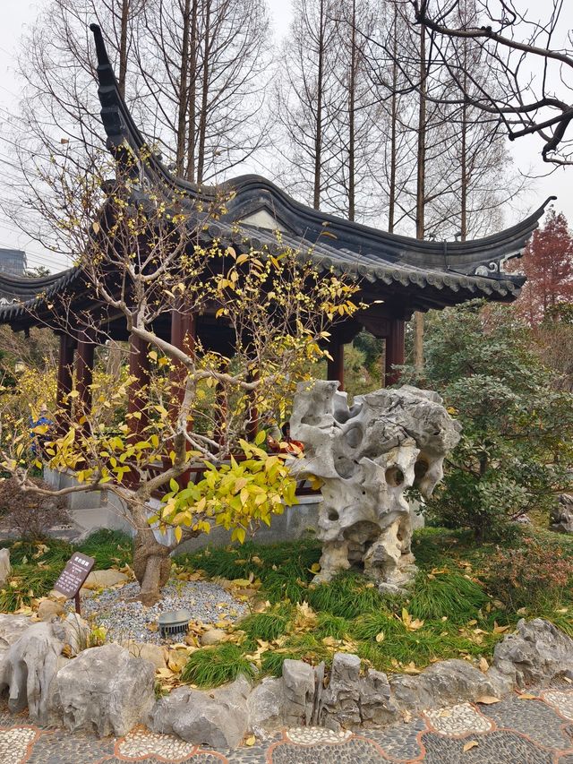 小眾公園有臘梅展