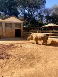 🦒🔥雲南昆明動物園｜是時候去看看可愛的動物了👀