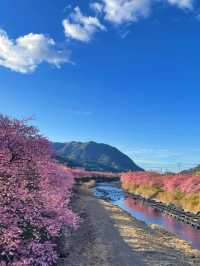 2月錯峰遊日本，伊豆河津早櫻絕美綻放！