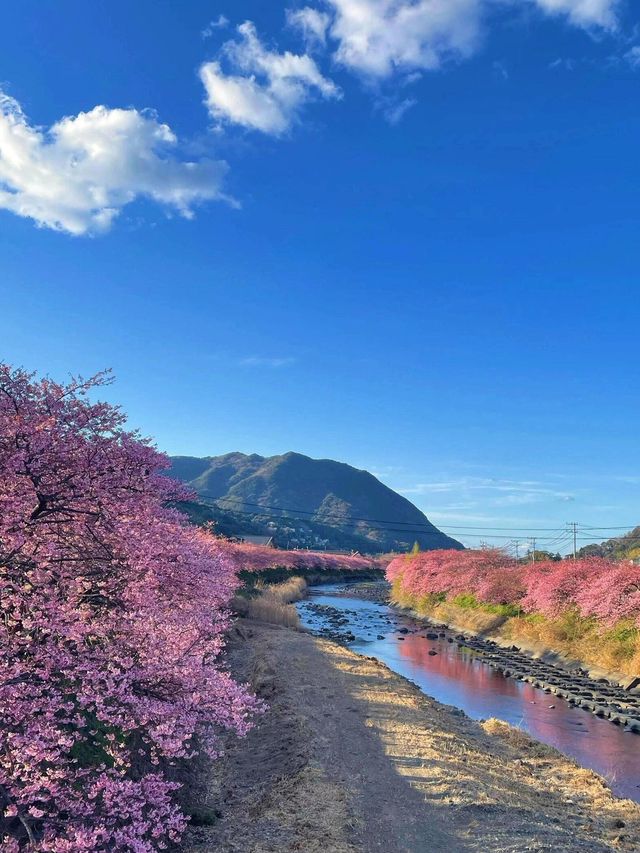 2月錯峰遊日本，伊豆河津早櫻絕美綻放！