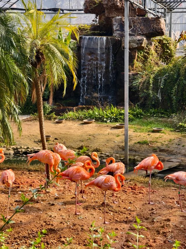 無錫動物園春節期間遛娃好去處