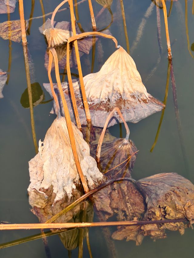 豐慶公園春已至，美好終將來臨！