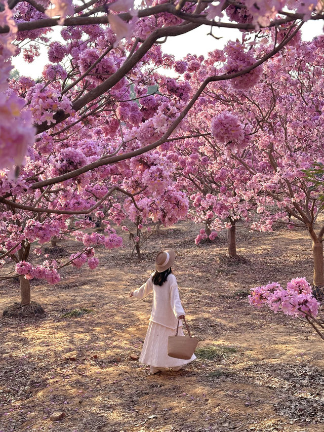 江門綠美生態園🌸 漫山遍野的紫風鈴花海，快來衝！