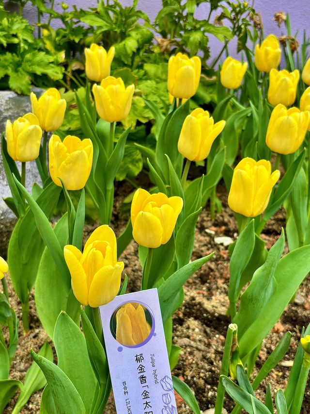 🌷 深圳的花之仙境 - 仙湖植物園的鬱金香 🌷