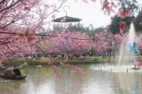 湖南衡陽常寧百萬櫻花園|櫻花浪漫  堆雲疊雪