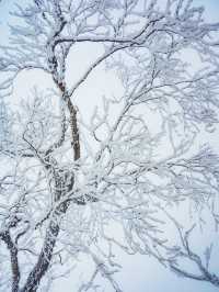 淡季的西嶺雪山真的太美了！快來