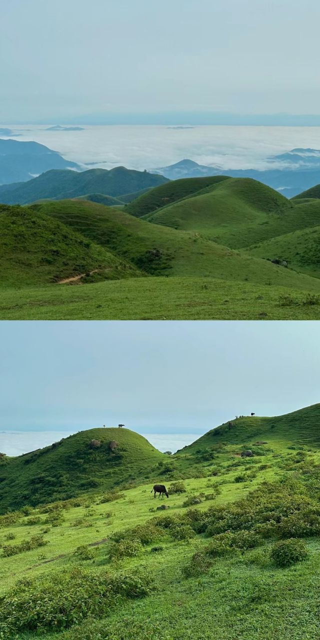 下個月，廣東這片高山草甸將被杜鵑花海淹沒！