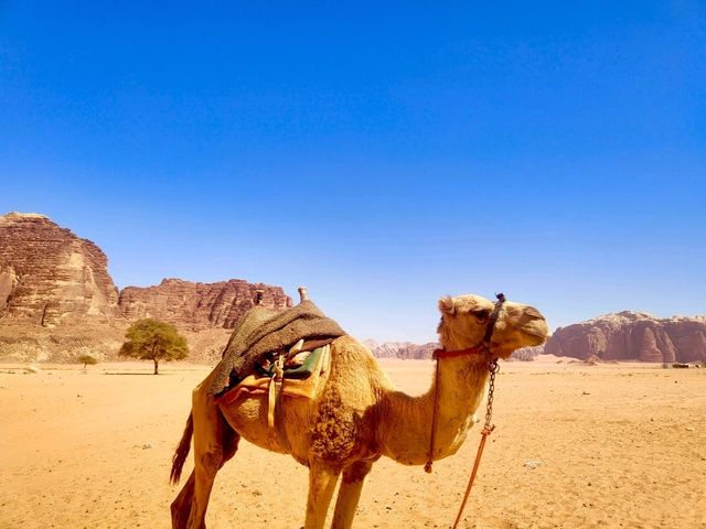 Wadi Rum Afternoon Jeep Tour: A Must-Do Experience 🚙🌅