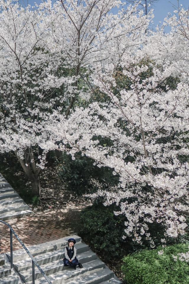 今年不要錯過上海這個超美的漫畫感櫻花階梯