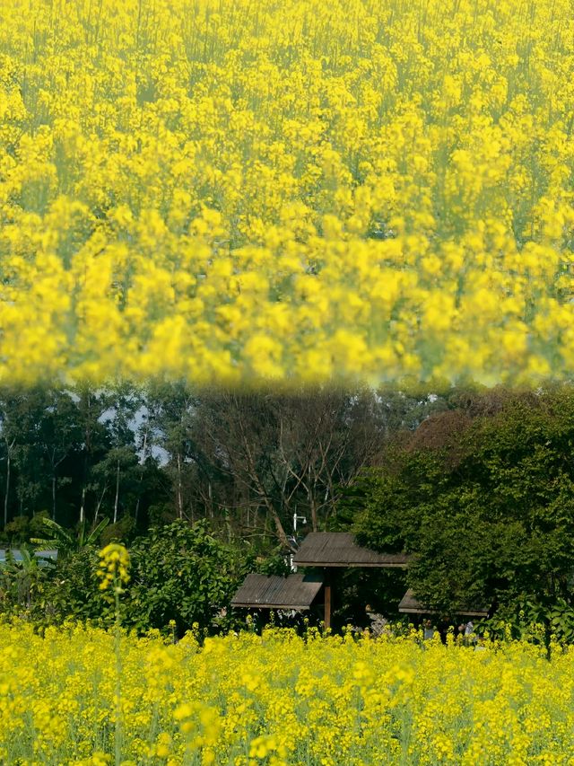 免費觀瀾版畫村油菜花進入全盛期