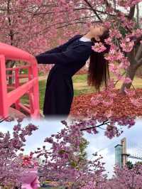 成都自己的莫奈花園美爆了
