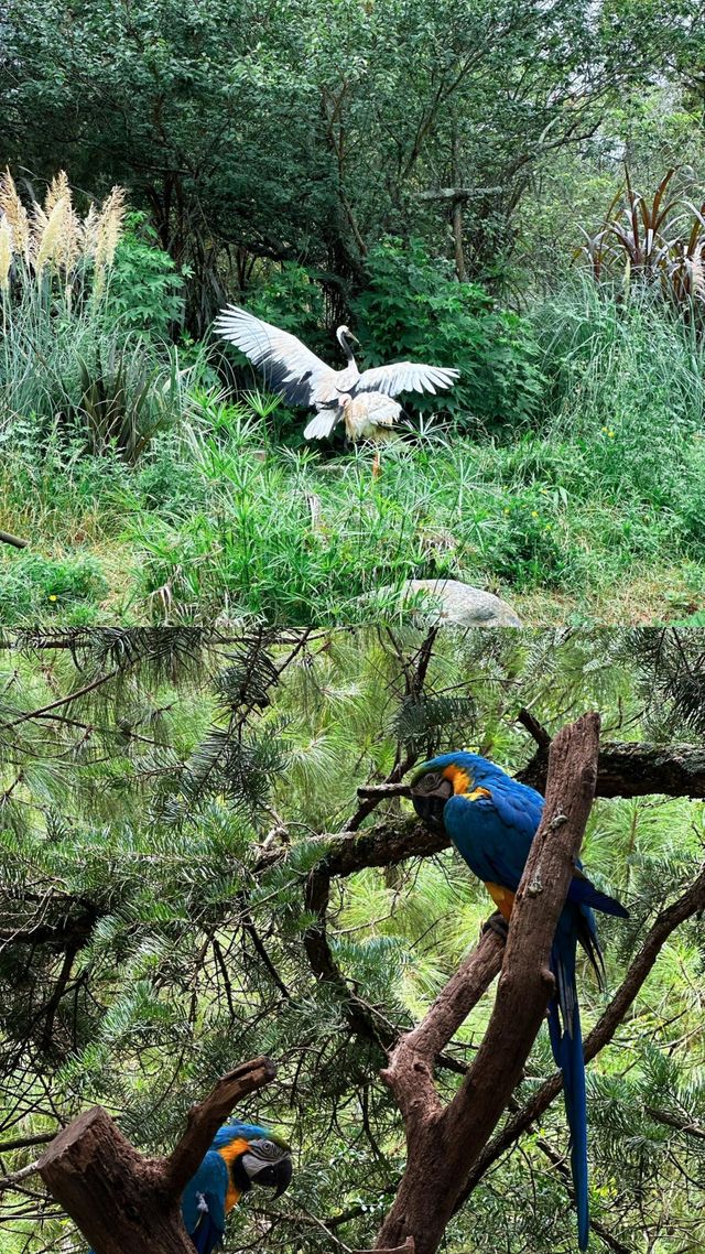 去動物園一定要這樣拍！