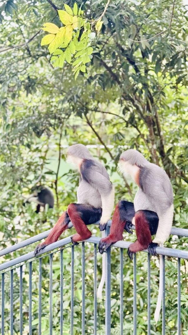 在新加坡可以入住萬態雨林野生動物園？