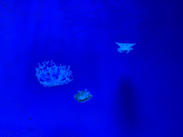 海邊的海洋世界