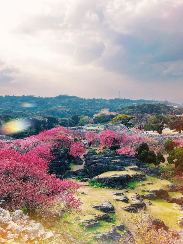 沖繩今歸仁城跡🌸 限定的夢幻三重奏