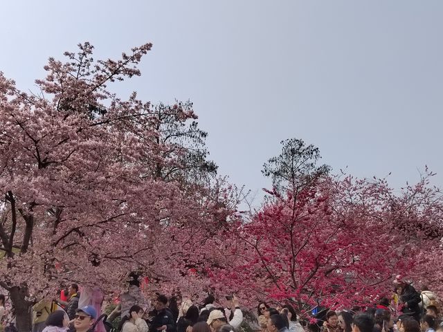 武漢