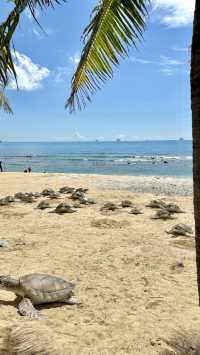 土著島民教你玩轉海南