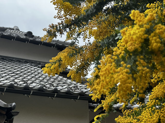 蔵前神社巡り⛩️｜東京のパリミモザ？