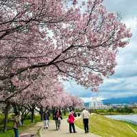 🌸大阪狹山池公園，櫻花爛漫正當時！