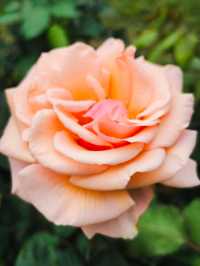 Festival of Roses in effect 💐💐💐