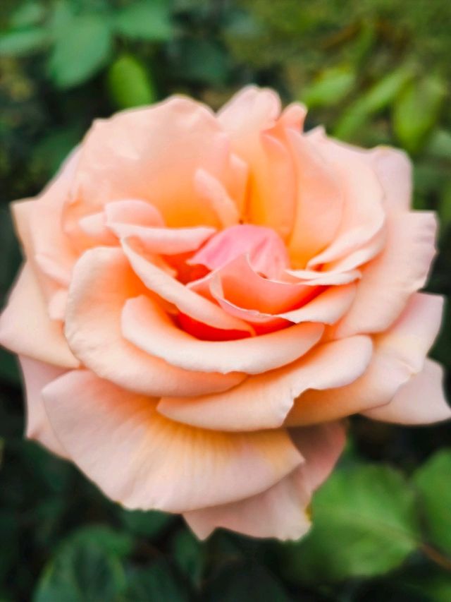 Festival of Roses in effect 💐💐💐