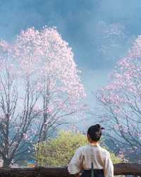 辛夷花花期即將來臨賞花攻略收好