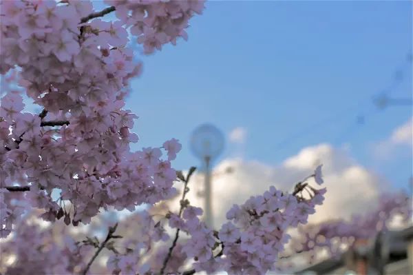 京都淀河津桜の現状を楽しむ