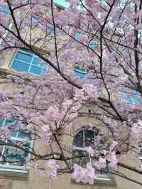 京都で楽しむ早春の桜