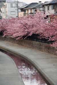 京都淀河津桜の現状を楽しむ
