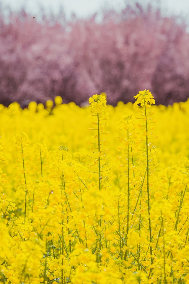 我在漢中上春山，邂逅西北小江南
